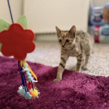 Honey Bunch -  Domestic Short Hair Cat for Adoption in Hinesville, Georgia - Honey Bunch | PetCurious