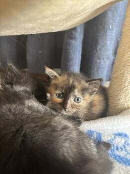 Domestic Long Hair Cats Available for Adoption in Virginia Beach, Virginia - Margot | PetCurious