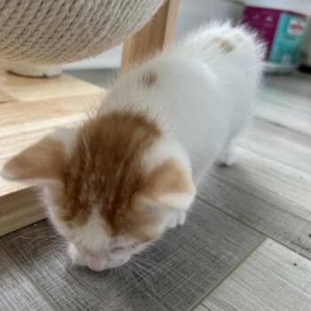 Nugget -  Domestic Short Hair Cat for Adoption in Liverpool, Texas - Nugget | PetCurious