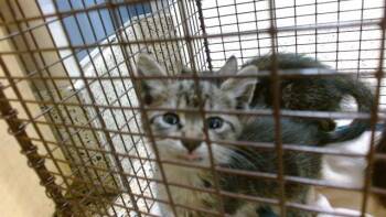 RASCAL -  Domestic Short Hair Cat for Adoption in Doral, Florida - RASCAL | PetCurious