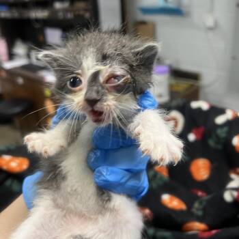 Silo -  Domestic Short Hair Cat for Adoption in Summerville, South Carolina - Silo | PetCurious