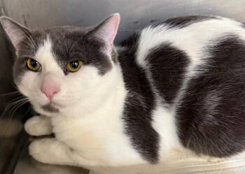Leo -  Domestic Short Hair Cat for Adoption in Gillette, Wyoming - Leo | PetCurious