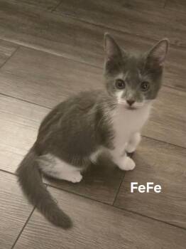 FeFe -  Domestic Short Hair Cat for Adoption in Chicopee, Massachusetts - FeFe | PetCurious