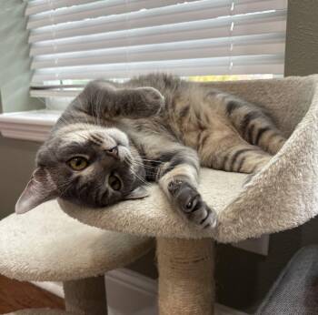 Sacha -  Domestic Short Hair Cat for Adoption in Rosenberg, Texas - Sacha | PetCurious