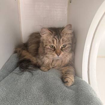 Melody -  Siberian Cat for Adoption in Naperville, Illinois - Melody | PetCurious