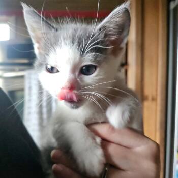 Rescue Domestic Short Hair Cats for Adoption in Bordentown, New Jersey - Bizkit | PetCurious