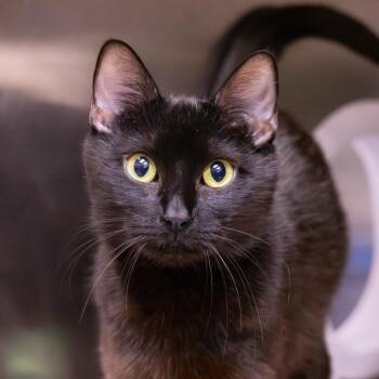 Pepperoni -  Domestic Short Hair Cat for Adoption in Mentor, Ohio - Pepperoni | PetCurious