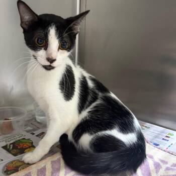 Lottie -  Domestic Short Hair Cat for Adoption in Milton, Florida - Lottie | PetCurious