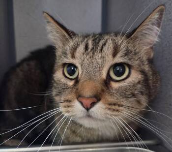 Bandit -  Domestic Short Hair Cat for Adoption in Canon City, Colorado - Bandit | PetCurious