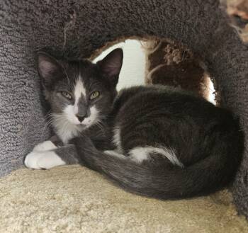 Rescue Domestic Short Hair Cats for Adoption in Huntington Beach, California - Truman | PetCurious