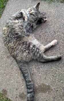 Sweet Pea -  Domestic Medium Hair Cat for Adoption in Cloquet, Minnesota - Sweet Pea | PetCurious