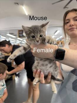 Mouse -  Domestic Short Hair Cat for Adoption in Lafayette, Colorado - Mouse | PetCurious