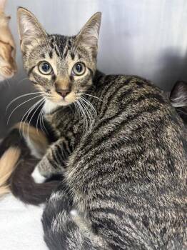 VALKYRIE* -  Domestic Short Hair Cat for Adoption in Santa Cruz, California - VALKYRIE* | PetCurious