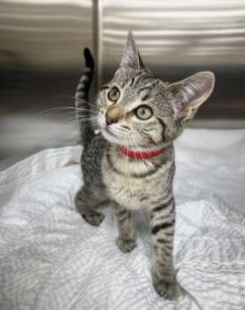 Monica -  Domestic Short Hair Cat for Adoption in Westland, Michigan - Monica | PetCurious