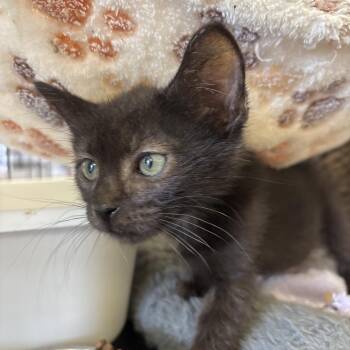 Licorice -  Domestic Short Hair Cat for Adoption in Webster, Texas - Licorice | PetCurious