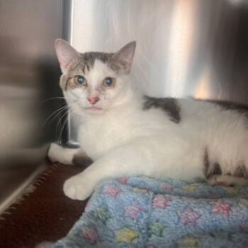 Sonny -  Domestic Short Hair Cat for Adoption in Las Vegas, Nevada - Sonny | PetCurious