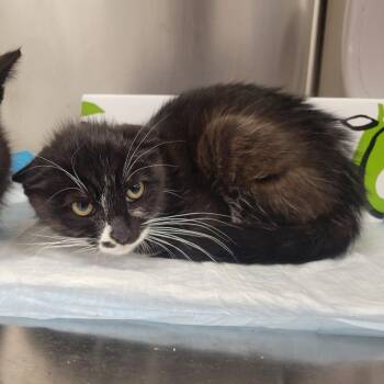 Disney Rides 2 -  Domestic Short Hair Cat for Adoption in Westminster, California - Disney Rides 2 | PetCurious
