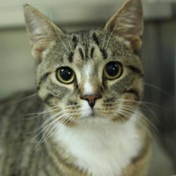 Domestic Short Hair Cats Available for Adoption - Confetti | PetCurious