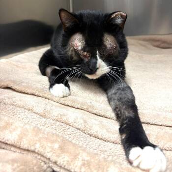 Domestic Short Hair Cats Available for Adoption in Lakeland, Florida - Romero | PetCurious