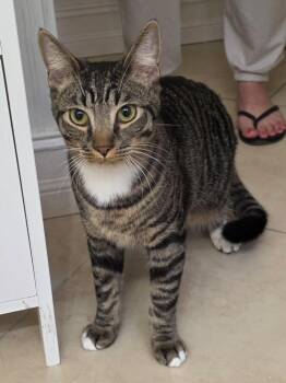 Domestic Short Hair Cats Available for Adoption in Fort Myers, Florida - Osbourne | PetCurious