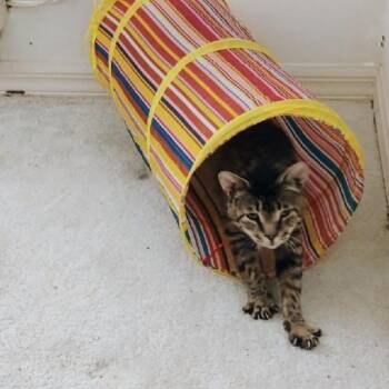 Gladys -  Tabby Cat for Adoption in Deltona, Florida - Gladys | PetCurious