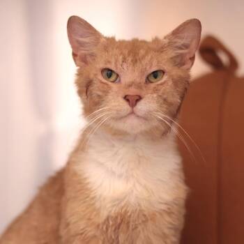 Domestic Short Hair Cats Available for Adoption in Philadelphia, Pennsylvania - Kitty Kitty Bang Bang | PetCurious