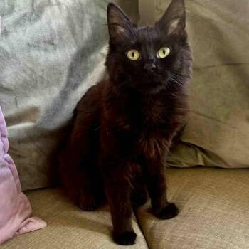 Huey - Sweetness in a Small Package -  Domestic Medium Hair Cat for Adoption in Hamilton, Ontario - Huey - Sweetness In A Small Package | PetCurious