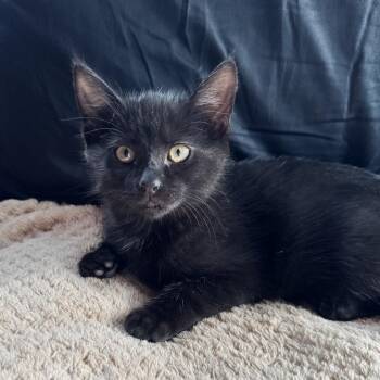 Pearl (Janet) -  Domestic Short Hair Cat for Adoption in Kenai, Alaska - Pearl (Janet) | PetCurious