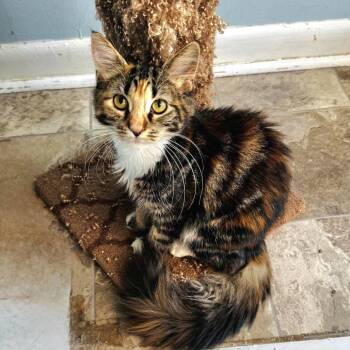 Sunshine -  Domestic Long Hair Cat for Adoption in Brownsboro, Alabama - Sunshine | PetCurious