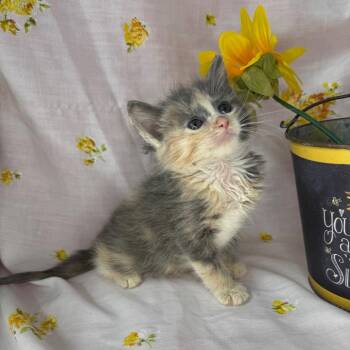 Norwegian Forest Cat and Domestic Medium Hair Cats Available for Adoption in Mount Vernon, Illinois - Candace Parker | PetCurious