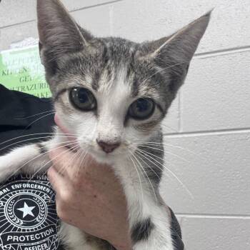 Cracker -  Domestic Medium Hair Cat for Adoption in Lufkin, Texas - Cracker | PetCurious