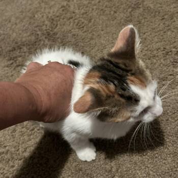 Jovie -  Domestic Short Hair Cat for Adoption in Carmel, Indiana - Jovie | PetCurious