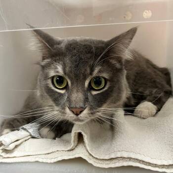 Kaiba -  Domestic Medium Hair Cat for Adoption in Las Cruces, New Mexico - Kaiba | PetCurious