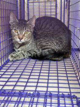 A477954 -  Domestic Short Hair Cat for Adoption in Oklahoma City, Oklahoma - A477954 | PetCurious