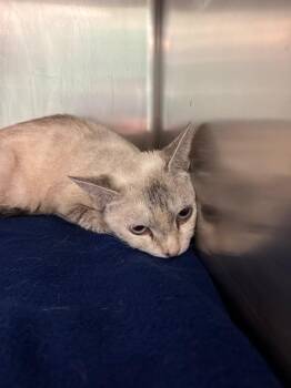 Banana -  Domestic Short Hair Cat for Adoption in Belton, Texas - Banana | PetCurious