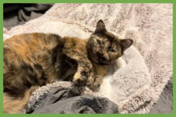 Snickers -  Domestic Short Hair Cat for Adoption in Amherst, Massachusetts - Snickers | PetCurious
