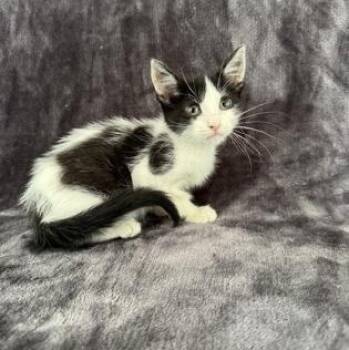 Bosco -  Domestic Short Hair Cat for Adoption in Buffalo, Minnesota - Bosco | PetCurious