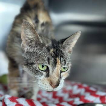 Pika -  Domestic Short Hair Cat for Adoption in South Elgin, Illinois - Pika | PetCurious