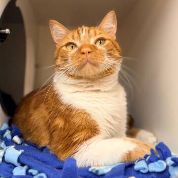 Melo -  Domestic Short Hair Cat for Adoption in Champaign, Illinois - Melo | PetCurious