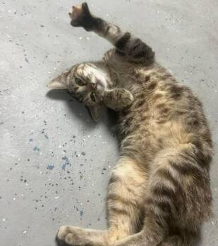 Tabby and Calico Cats Available for Adoption in Waxahachie, Texas - Daisy | PetCurious