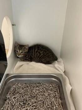 Domestic Short Hair Cats Available for Adoption in Fairfax, Virginia - Datsun | PetCurious