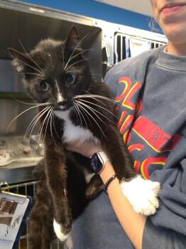 Domestic Short Hair Cats Available for Adoption in Leavenworth, Kansas - 26-0164 "Fork" | PetCurious