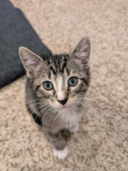 Luka -  Domestic Short Hair Cat for Adoption in Little Rock, Arkansas - Luka | PetCurious