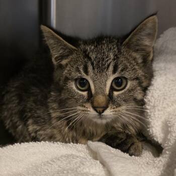 Rescue Domestic Short Hair Cats for Adoption in Macomb, Michigan - Merlot | PetCurious