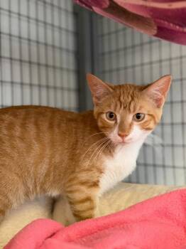 Taz -  Domestic Short Hair Cat for Adoption in Lovingston, Virginia - Taz | PetCurious