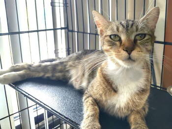 Rescue Domestic Short Hair Cats for Adoption in Albemarle, North Carolina - Mama Mia | PetCurious