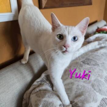 Domestic Short Hair Cats Available for Adoption - Yuki | PetCurious