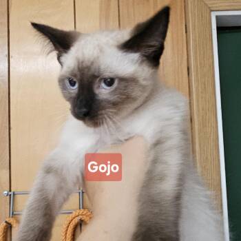 JJK Litter -  Domestic Short Hair Cat for Adoption in The Dalles, Oregon - JJK Litter | PetCurious