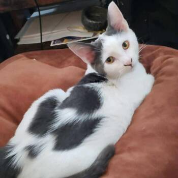 Rescue Domestic Short Hair Cats for Adoption in Portland, Oregon - Blue | PetCurious