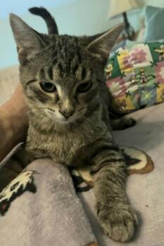 Danish -  Tabby Cat for Adoption in Syracuse, New York - Danish | PetCurious